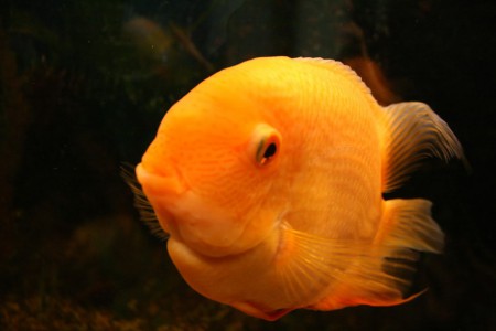 Severum Gold